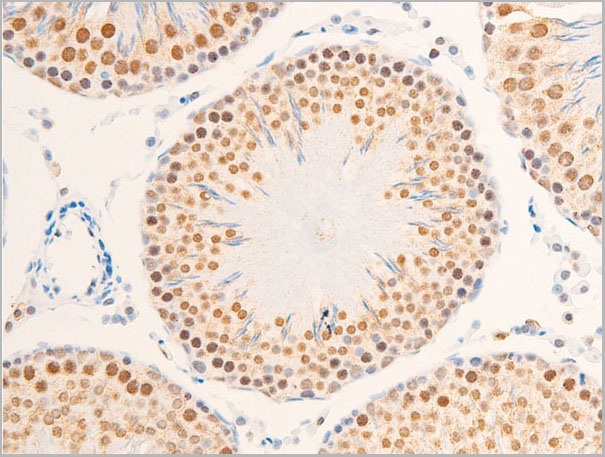 product-image-AAA30969_IHC9.jpg
