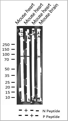 product-image-AAA30969_WB.jpg