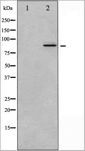 product-image-AAA30969_WB11.jpg