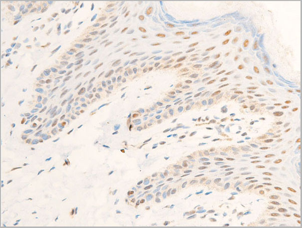 product-image-AAA30970_IHC6.jpg