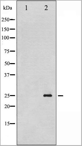 product-image-AAA30970_WB12.jpg