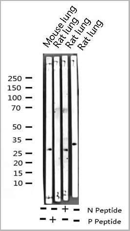 product-image-AAA30970_WB2.jpg