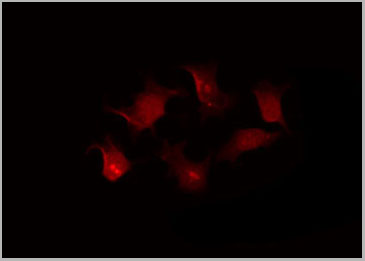 product-image-AAA30971_IF7.jpg