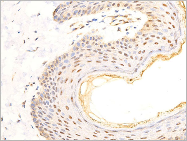product-image-AAA30971_IHC4.jpg