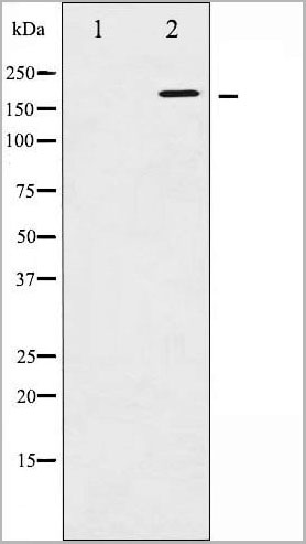 product-image-AAA30971_WB11.jpg