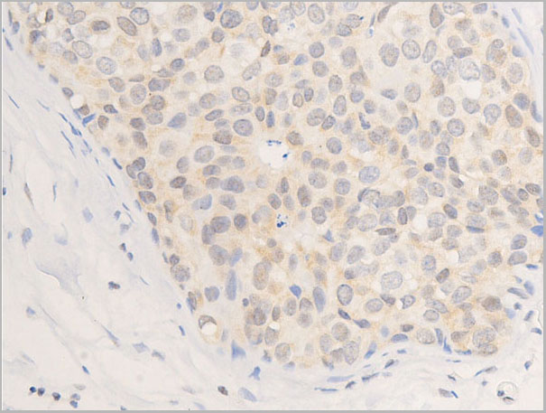 product-image-AAA30972_IHC7.jpg