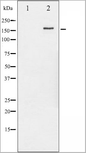 product-image-AAA30972_WB12.jpg