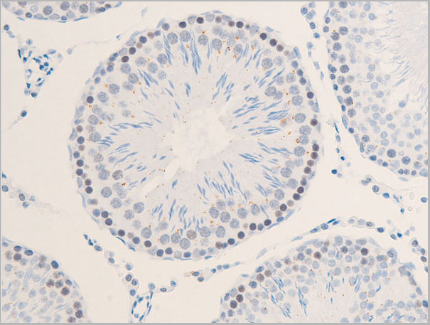 product-image-AAA30973_IHC7.jpg