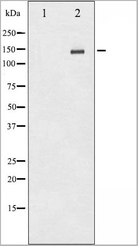 product-image-AAA30973_WB11.jpg