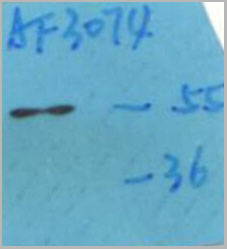 product-image-AAA30976_WB7.jpg