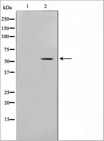 product-image-AAA30977_WB12.jpg