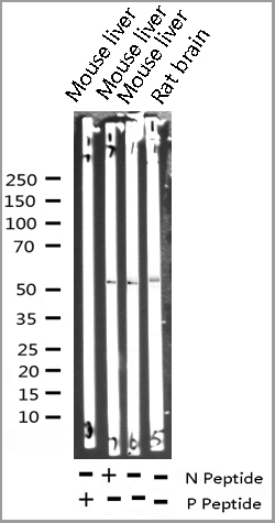 product-image-AAA30977_WB5.jpg