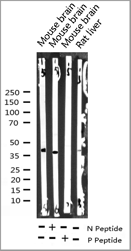 product-image-AAA30978_WB.jpg