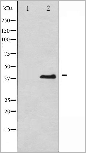 product-image-AAA30978_WB13.jpg
