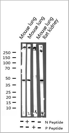 product-image-AAA30980_WB10.jpg