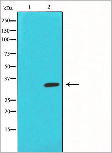 product-image-AAA30980_WB11.jpg