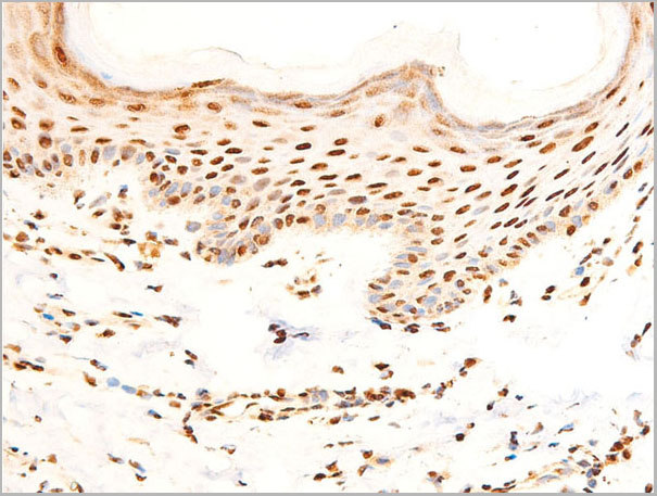 product-image-AAA30981_IHC4.jpg