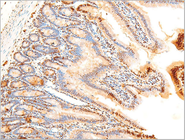 product-image-AAA30981_IHC9.jpg