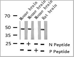 product-image-AAA30981_WB10.jpg
