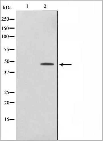 product-image-AAA30981_WB11.jpg
