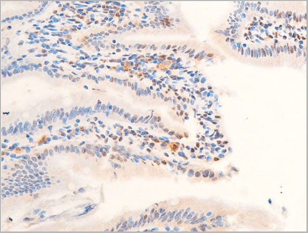 product-image-AAA30982_IHC10.jpg
