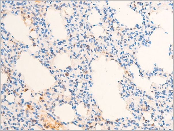 product-image-AAA30983_IHC8.jpg