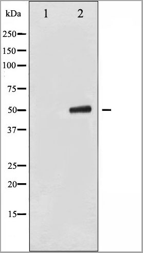 product-image-AAA30985_WB.jpg