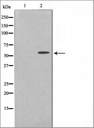 product-image-AAA30986_WB.jpg