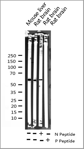 product-image-AAA30986_WB4.jpg