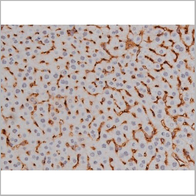 product-image-AAA30987_IHC12.jpg