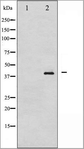 product-image-AAA30987_WB.jpg