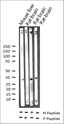 product-image-AAA30987_WB2.jpg