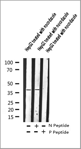 product-image-AAA30989_WB.jpg