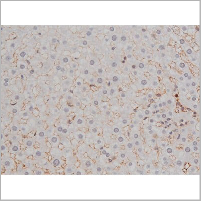 product-image-AAA30990_IHC10.jpg
