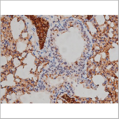 product-image-AAA30990_IHC6.jpg