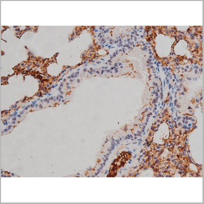 product-image-AAA30990_IHC7.jpg