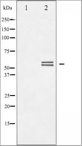 product-image-AAA30990_WB.jpg
