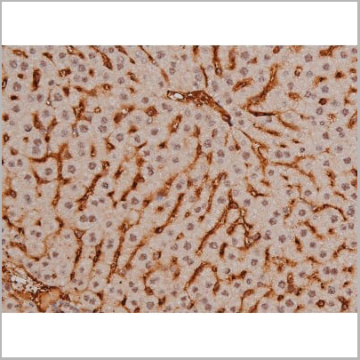 product-image-AAA30991_IHC12.jpg