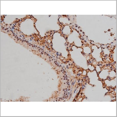 product-image-AAA30991_IHC13.jpg