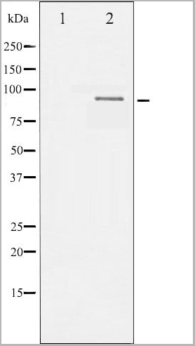 product-image-AAA30991_WB.jpg