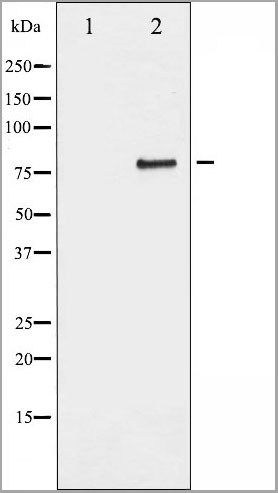 product-image-AAA30992_WB.jpg