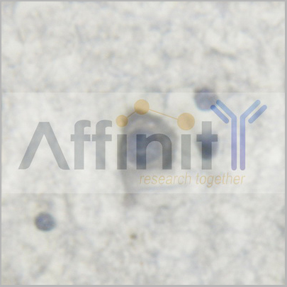product-image-AAA30993_IHC3.jpg