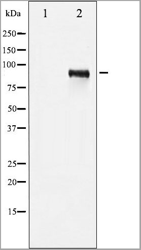product-image-AAA30994_WB3.jpg