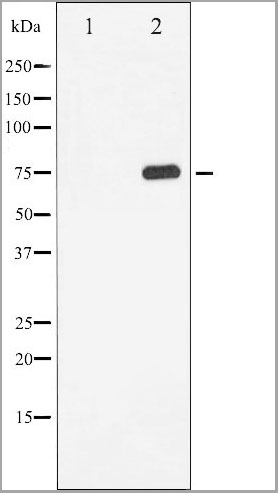 product-image-AAA30996_WB.jpg