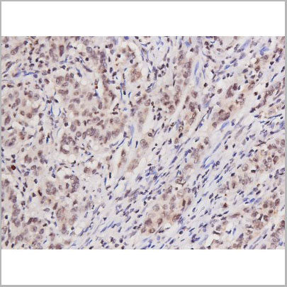 product-image-AAA30997_IHC2.jpg