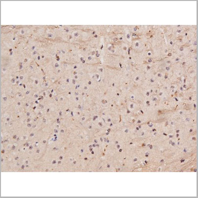 product-image-AAA30997_IHC5.jpg