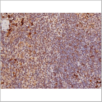 product-image-AAA30997_IHC6.jpg