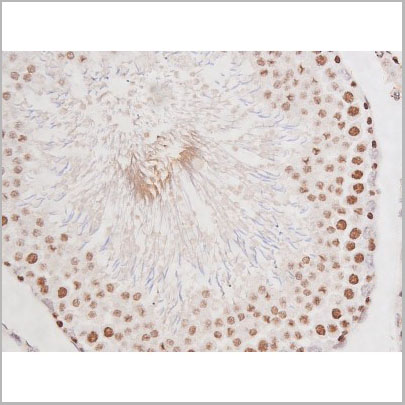 product-image-AAA30997_IHC8.jpg
