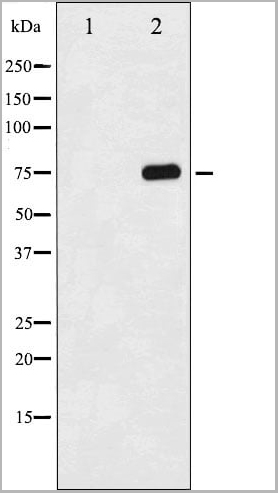 product-image-AAA30998_WB.jpg