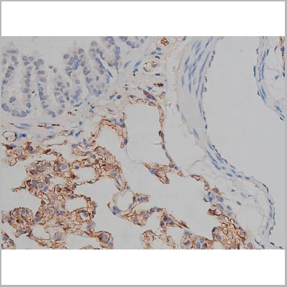 product-image-AAA30999_IHC17.jpg